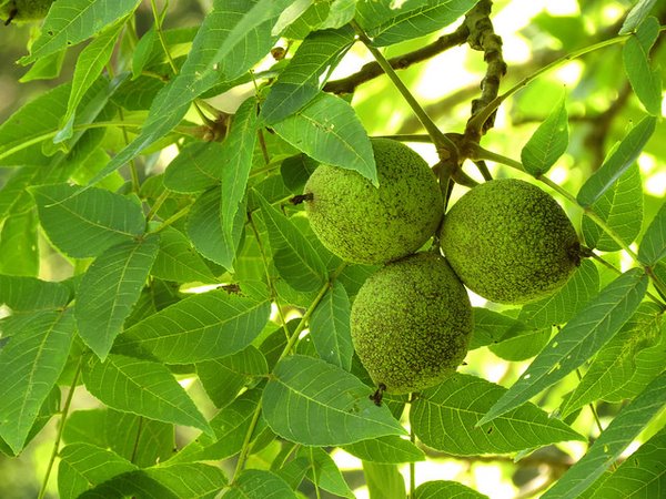 Black Walnut – Friends of Pinchgut Creek